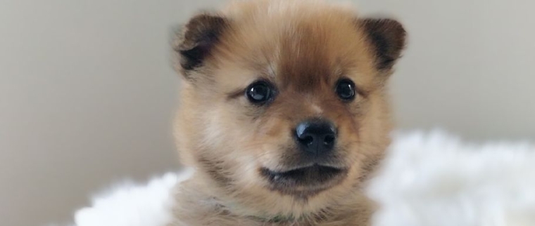 Spitz finlandais